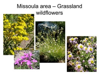 Missoula area – Grassland
       wildflowers
 