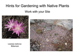 Hints for Gardening with Native Plants
                     Work with your Site




 Lewisia rediviva:
    Bitterroot
 