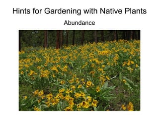 Hints for Gardening with Native Plants
              Abundance
 