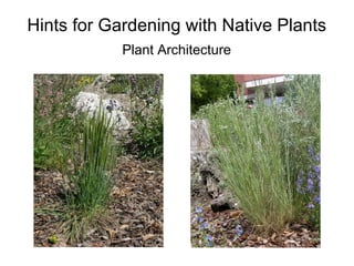 Hints for Gardening with Native Plants
            Plant Architecture
 