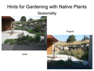Hints for Gardening with Native Plants
              Seasonality



                            August




       June
 