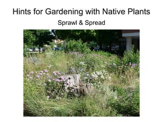 Hints for Gardening with Native Plants
            Sprawl & Spread
 