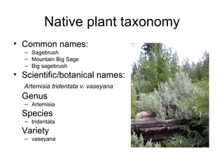 Native plant taxonomy
• Common names:
  – Sagebrush
  – Mountain Big Sage
  – Big sagebrush
• Scientific/botanical names:
  Artemisia tridentata v. vaseyana
  Genus
  – Artemisia
  Species
  – tridentata
  Variety
  – vaseyana
 