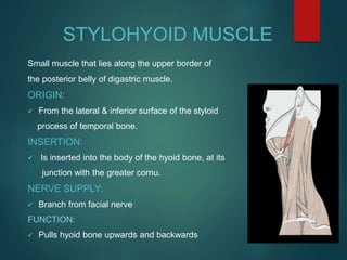 Styloid Function Muscles of Mastication | PPTX