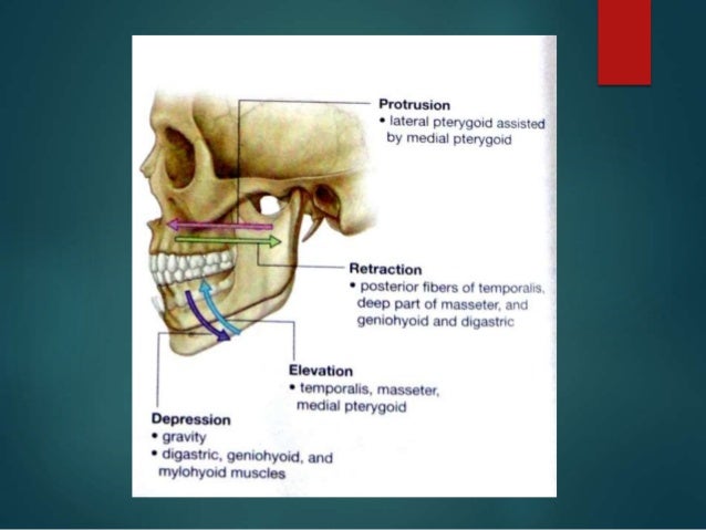 Muscles of Mastication