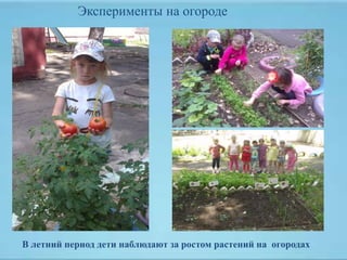 В летний период дети наблюдают за ростом растений на огородах
Эксперименты на огороде
 