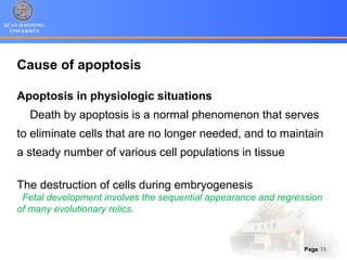 XI’AN JIAOTONG
UNIVERSITY
Page 15
Cause of apoptosis
Apoptosis in physiologic situations
Death by apoptosis is a normal phenomenon that serves
to eliminate cells that are no longer needed, and to maintain
a steady number of various cell populations in tissue
The destruction of cells during embryogenesis
Fetal development involves the sequential appearance and regression
of many evolutionary relics.
 