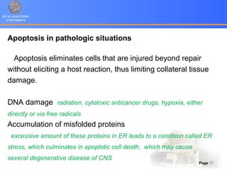 XI’AN JIAOTONG
UNIVERSITY
Page 17
Apoptosis in pathologic situations
Apoptosis eliminates cells that are injured beyond repair
without eliciting a host reaction, thus limiting collateral tissue
damage.
DNA damage radiation, cytotoxic anticancer drugs, hypoxia, either
directly or via free radicals
Accumulation of misfolded proteins
excessive amount of these proteins in ER leads to a condition called ER
stress, which culminates in apoptotic cell death, which may cause
several degenerative disease of CNS
 