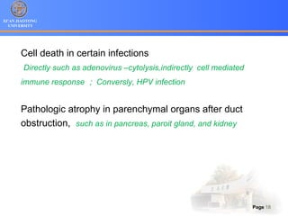 XI’AN JIAOTONG
UNIVERSITY
Page 18
Cell death in certain infections
Directly such as adenovirus –cytolysis,indirectly cell mediated
immune response ； Conversly, HPV infection
Pathologic atrophy in parenchymal organs after duct
obstruction, such as in pancreas, paroit gland, and kidney
 