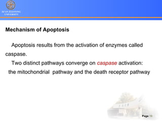 XI’AN JIAOTONG
UNIVERSITY
Page 19
Mechanism of Apoptosis
Apoptosis results from the activation of enzymes called
caspase.
Two distinct pathways converge on caspase activation:
the mitochondrial pathway and the death receptor pathway
 