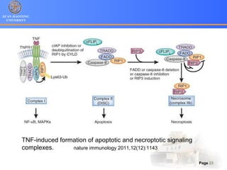 XI’AN JIAOTONG
UNIVERSITY
Page 23
TNF-induced formation of apoptotic and necroptotic signaling
complexes. nature immunology 2011,12(12):1143
 