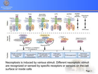 XI’AN JIAOTONG
UNIVERSITY
Page 24
Necroptosis is induced by various stimuli. Different necroptotic stimuli
are recognized or sensed by specific receptors or sensors on the cell
surface or inside cells
 