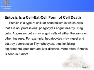 XI’AN JIAOTONG
UNIVERSITY
Page 28
Entosis Is a Cell-Eat-Cell Form of Cell Death
Entosis is a type of cellular cannibalism in which cells
that are not professional phagocytes engulf nearby living
cells. Aggressor cells may engulf cells of either the same or
other lineages. For example, hepatocytes may ingest and
destroy autoreactive T lymphocytes, thus inhibiting
experimental autoimmune liver disease. More often, Entosis
is seen in tumors
 