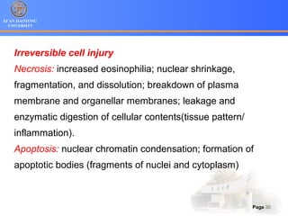 XI’AN JIAOTONG
UNIVERSITY
Page 30
Irreversible cell injury
Necrosis: increased eosinophilia; nuclear shrinkage,
fragmentation, and dissolution; breakdown of plasma
membrane and organellar membranes; leakage and
enzymatic digestion of cellular contents(tissue pattern/
inflammation).
Apoptosis: nuclear chromatin condensation; formation of
apoptotic bodies (fragments of nuclei and cytoplasm)
 