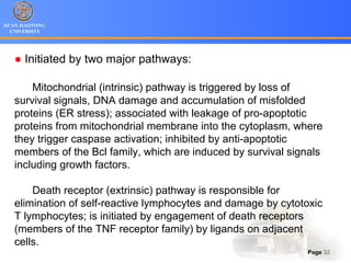 XI’AN JIAOTONG
UNIVERSITY
Page 32
● Initiated by two major pathways:
Mitochondrial (intrinsic) pathway is triggered by loss of
survival signals, DNA damage and accumulation of misfolded
proteins (ER stress); associated with leakage of pro-apoptotic
proteins from mitochondrial membrane into the cytoplasm, where
they trigger caspase activation; inhibited by anti-apoptotic
members of the Bcl family, which are induced by survival signals
including growth factors.
Death receptor (extrinsic) pathway is responsible for
elimination of self-reactive lymphocytes and damage by cytotoxic
T lymphocytes; is initiated by engagement of death receptors
(members of the TNF receptor family) by ligands on adjacent
cells.
 