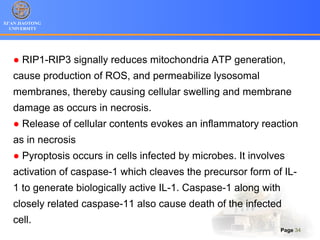 XI’AN JIAOTONG
UNIVERSITY
Page 34
● RIP1-RIP3 signally reduces mitochondria ATP generation,
cause production of ROS, and permeabilize lysosomal
membranes, thereby causing cellular swelling and membrane
damage as occurs in necrosis.
● Release of cellular contents evokes an inflammatory reaction
as in necrosis
● Pyroptosis occurs in cells infected by microbes. It involves
activation of caspase-1 which cleaves the precursor form of IL-
1 to generate biologically active IL-1. Caspase-1 along with
closely related caspase-11 also cause death of the infected
cell.
 