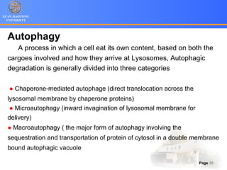 XI’AN JIAOTONG
UNIVERSITY
Page 35
Autophagy
A process in which a cell eat its own content, based on both the
cargoes involved and how they arrive at Lysosomes, Autophagic
degradation is generally divided into three categories
● Chaperone-mediated autophage (direct translocation across the
lysosomal membrane by chaperone proteins)
● Microautophagy (inward invagination of lysosomal membrane for
delivery)
● Macroautophagy ( the major form of autophagy involving the
sequestration and transportation of protein of cytosol in a double membrane
bound autophagic vacuole
 