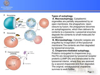 XI’AN JIAOTONG
UNIVERSITY
Page 36
Types of autophagy.
A. Macroautophagy. Cytoplasmic
organelles are partially sequestered by an
open membrane, the phagophore. Upon
closure by fusion, the phagophore becomes
an autophagosome, which then delivers its
contents to a lysosome. Lysosomal enzymes
degrade the contents to small molecules for
reutilization.
B. Microautophagy. Cytosolic cargoes are
engulfed by invagination of the lysosomal
membrane.The contents are then degraded
by lysosomal enzymes.
C. Chaperone-mediated autophagy.
Proteins conjugated to chaperones (e.g.,
Hsc70) are recognized by lysosomal receptor
proteins (LAMP-2A) and translocated to the
lysosomal interior, where they are received
by a second chaperone and then degraded.
The original, extralysosomal chaperone
survives to work further.
 