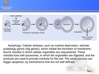 XI’AN JIAOTONG
UNIVERSITY
Page 37
Autophagy. Cellular stresses, such as nutrient deprivation, activate
autophagy genes (Atg genes), which initiate the formation of membrane-
bound vesicles in which cellular organelles are sequestered. These
vesicles fuse with lysosomes, in which the organelles are digested, and the
products are used to provide nutrients for the cell. The same process can
trigger apoptosis, by mechanisms that are not well defined.
 