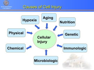 XI’AN JIAOTONG
UNIVERSITY
Cellular
Injury
Microbiologic
Immunologic
GeneticPhysical
Chemical
Hypoxia
Nutrition
Aging
Causes of Cell InjuryCauses of Cell Injury
 