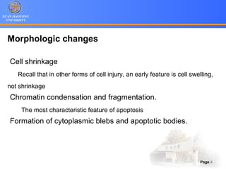 XI’AN JIAOTONG
UNIVERSITY
Page 4
Morphologic changes
Cell shrinkage
Recall that in other forms of cell injury, an early feature is cell swelling,
not shrinkage
Chromatin condensation and fragmentation.
The most characteristic feature of apoptosis
Formation of cytoplasmic blebs and apoptotic bodies.
 