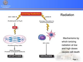XI’AN JIAOTONG
UNIVERSITY
Page 42
Mechanisms by
which ionizing
radiation at low
and high doses
causes cell death
Radiation
 
