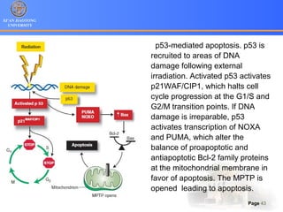 XI’AN JIAOTONG
UNIVERSITY
Page 43
p53-mediated apoptosis. p53 is
recruited to areas of DNA
damage following external
irradiation. Activated p53 activates
p21WAF/CIP1, which halts cell
cycle progression at the G1/S and
G2/M transition points. If DNA
damage is irreparable, p53
activates transcription of NOXA
and PUMA, which alter the
balance of proapoptotic and
antiapoptotic Bcl-2 family proteins
at the mitochondrial membrane in
favor of apoptosis. The MPTP is
opened leading to apoptosis.
 