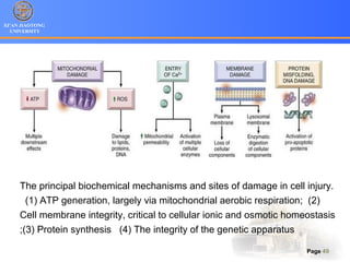 XI’AN JIAOTONG
UNIVERSITY
Page 49
The principal biochemical mechanisms and sites of damage in cell injury.
(1) ATP generation, largely via mitochondrial aerobic respiration; (2)
Cell membrane integrity, critical to cellular ionic and osmotic homeostasis
;(3) Protein synthesis (4) The integrity of the genetic apparatus
 