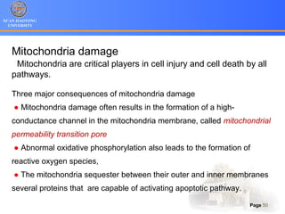 XI’AN JIAOTONG
UNIVERSITY
Page 50
Mitochondria damage
Mitochondria are critical players in cell injury and cell death by all
pathways.
Three major consequences of mitochondria damage
● Mitochondria damage often results in the formation of a high-
conductance channel in the mitochondria membrane, called mitochondrial
permeability transition pore
● Abnormal oxidative phosphorylation also leads to the formation of
reactive oxygen species,
● The mitochondria sequester between their outer and inner membranes
several proteins that are capable of activating apoptotic pathway.
 