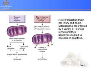 XI’AN JIAOTONG
UNIVERSITY
Page 51
Role of mitochondria in
cell injury and death.
Mitochondria are affected
by a variety of injurious
stimuli and their
abnormalities lead to
necrosis or apoptosis.
 