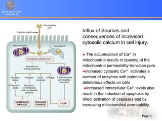 XI’AN JIAOTONG
UNIVERSITY
Page 52
Influx of Sources and
consequences of increased
cytosolic calcium in cell injury.
● The accumulation of Ca2+
in
mitochondria results in opening of the
mitochondria permeability transition pore
●increased cytosolic Ca2+
activates a
number of enzymes with potentially
deleterious effects on cells
●increased intracellular Ca2+
levels also
result in the induction of apoptosis by
direct activation of caspases and by
increasing mitochondrial permeability.
 