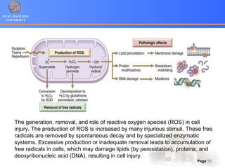 XI’AN JIAOTONG
UNIVERSITY
Page 53
The generation, removal, and role of reactive oxygen species (ROS) in cell
injury. The production of ROS is increased by many injurious stimuli. These free
radicals are removed by spontaneous decay and by specialized enzymatic
systems. Excessive production or inadequate removal leads to accumulation of
free radicals in cells, which may damage lipids (by peroxidation), proteins, and
deoxyribonucleic acid (DNA), resulting in cell injury.
 