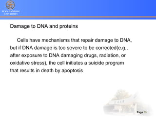 XI’AN JIAOTONG
UNIVERSITY
Page 55
Damage to DNA and proteins
Cells have mechanisms that repair damage to DNA,
but if DNA damage is too severe to be corrected(e.g.,
after exposure to DNA damaging drugs, radiation, or
oxidative stress), the cell initiates a suicide program
that results in death by apoptosis
 