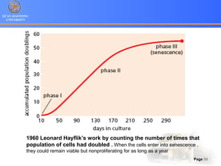 XI’AN JIAOTONG
UNIVERSITY
Page 59
1960 Leonard Hayflik’s work by counting the number of times that
population of cells had doubled . When the cells enter into senescence ,
they could remain viable but nonproliferating for as long as a year
 