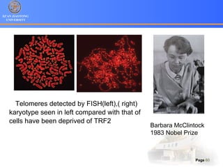 XI’AN JIAOTONG
UNIVERSITY
Page 60
Barbara McClintock
1983 Nobel Prize
Telomeres detected by FISH(left),( right)
karyotype seen in left compared with that of
cells have been deprived of TRF2
 
