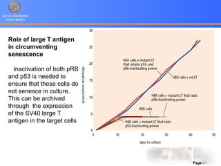 XI’AN JIAOTONG
UNIVERSITY
Page 61
Role of large T antigen
in circumventing
senescence
Inactivation of both pRB
and p53 is needed to
ensure that these cells do
not senesce in culture.
This can be archived
through the expression
of the SV40 large T
antigen in the target cells
 