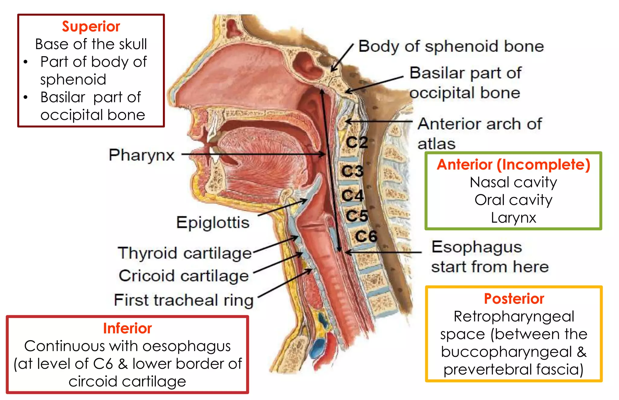 Anatomy Of Pharynx PDF