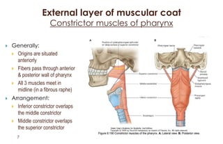 Anatomy of pharynx | PDF