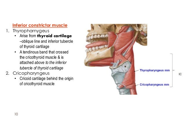 inferior pharyngeal constrictor inferior pharyngeal constrictor