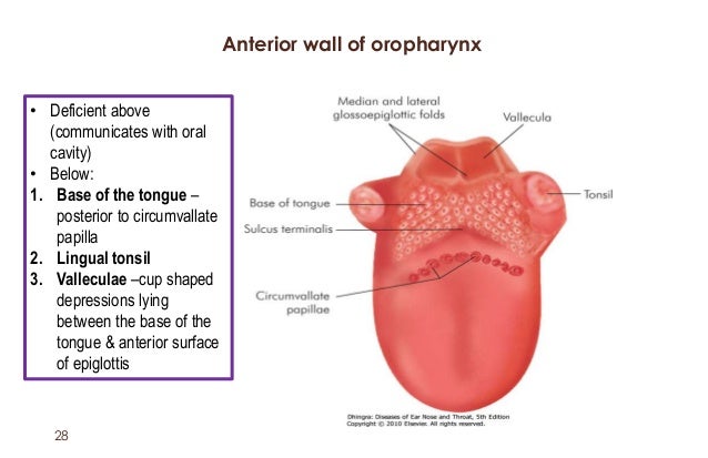 Anatomy of pharynx