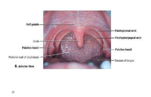 Anatomy of pharynx