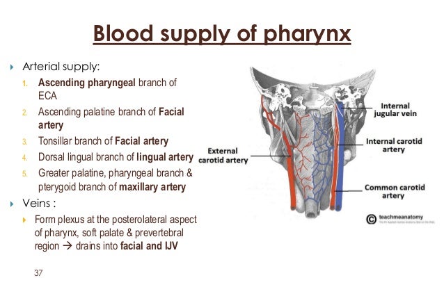 Image result for pharynx blood supply
