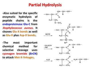 -Also suited for the speciﬁc
enzymatic hydrolysis of
peptide chains is the
endoproteinase Glu-C from
Staphylococcus aureus. It
cleaves Glu-X bonds as well
as Glu-X plus Asp-X bonds.
-The most important
chemical method for
selective cleavage uses
cyanogen bromide (BrCN)
to attack Met-X-linkages.
Partial Hydrolysis
 