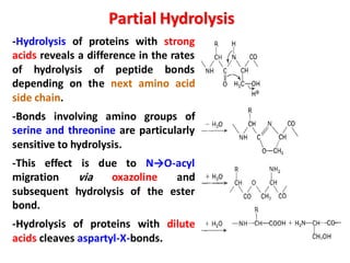 -Hydrolysis of proteins with strong
acids reveals a difference in the rates
of hydrolysis of peptide bonds
depending on the next amino acid
side chain.
-Bonds involving amino groups of
serine and threonine are particularly
sensitive to hydrolysis.
-This effect is due to N→O-acyl
migration via oxazoline and
subsequent hydrolysis of the ester
bond.
-Hydrolysis of proteins with dilute
acids cleaves aspartyl-X-bonds.
Partial Hydrolysis
 