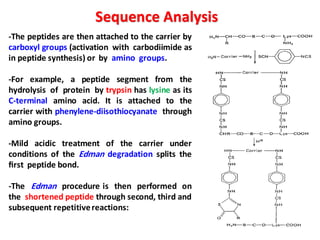 -The peptides are then attached to the carrier by
carboxyl groups (activation with carbodiimide as
in peptide synthesis) or by amino groups.
-For example, a peptide segment from the
hydrolysis of protein by trypsin has lysine as its
C-terminal amino acid. It is attached to the
carrier with phenylene-diisothiocyanate through
amino groups.
-Mild acidic treatment of the carrier under
conditions of the Edman degradation splits the
ﬁrst peptide bond.
-The Edman procedure is then performed on
the shortened peptide through second, third and
subsequent repetitivereactions:
Sequence Analysis
 