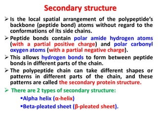 ➢ Is the local spatial arrangement of the polypeptide’s
backbone (peptide bond) atoms without regard to the
conformations of its side chains.
➢ Peptide bonds contain polar amide hydrogen atoms
(with a partial positive charge) and polar carbonyl
oxygen atoms (with a partial negative charge).
➢ This allows hydrogen bonds to form between peptide
bonds in different parts of the chain.
➢ The polypeptide chain can take different shapes or
patterns in different parts of the chain, and these
patterns are called the secondary protein structure.
➢ There are 2 types of secondary structure:
▪Alpha helix (α-helix)
▪Beta-pleated sheet (β-pleated sheet).
Secondary structure
 