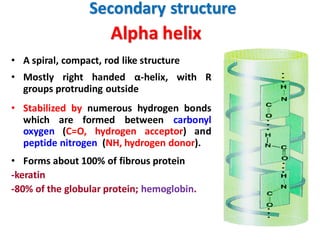 Alpha helix
• A spiral, compact, rod like structure
• Mostly right handed α-helix, with R
groups protruding outside
• Stabilized by numerous hydrogen bonds
which are formed between carbonyl
oxygen (C=O, hydrogen acceptor) and
peptide nitrogen (NH, hydrogen donor).
• Forms about 100% of fibrous protein
-keratin
-80% of the globular protein; hemoglobin.
Secondary structure
 