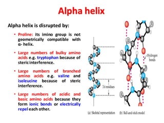 Alpha helix
Alpha helix is disrupted by:
• Proline: its imino group is not
geometrically compatible with
α- helix.
• Large numbers of bulky amino
acids e.g. tryptophan because of
stericinterference.
• Large numbers of branched
amino acids e.g. valine and
isoleucine because of steric
interference.
• Large numbers of acidic and
basic amino acids because they
form ionic bonds or electrically
repel each other.
 