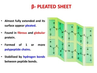 β- PLEATED SHEET
• Almost fully extended and its
surface appear pleated.
• Found in fibrous and globular
protein.
• Formed of 1 or more
polypeptide chains.
• Stabilized by hydrogen bonds
between peptide bonds.
 