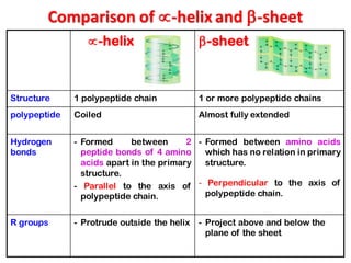 Comparison of -helix and -sheet
-helix -sheet
Structure 1 polypeptide chain 1 or more polypeptide chains
polypeptide Coiled Almost fully extended
Hydrogen
bonds
- Formed between 2
peptide bonds of 4 amino
acids apart in the primary
structure.
- Parallel to the axis of
polypeptide chain.
- Formed between amino acids
which has no relation in primary
structure.
- Perpendicular to the axis of
polypeptide chain.
R groups - Protrude outside the helix - Project above and below the
plane of the sheet
 